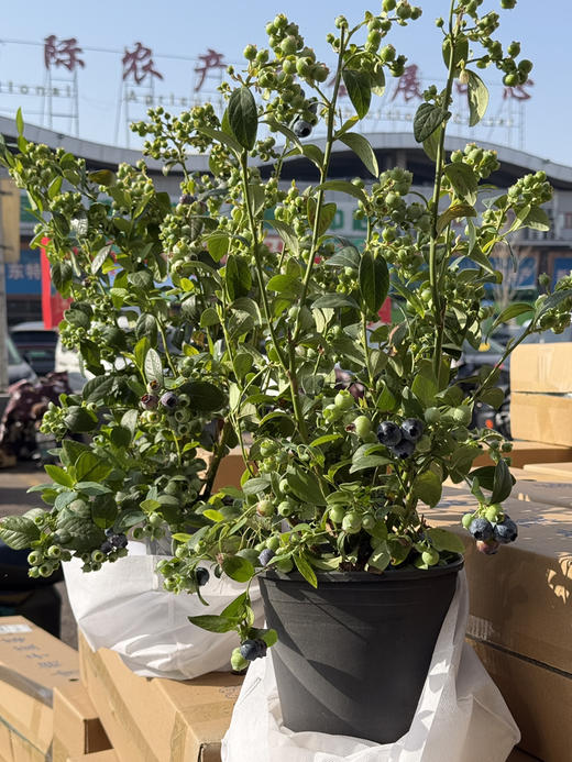 云南蓝莓树苗 商品图6