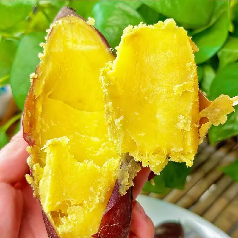 黄金板栗薯新鲜现挖  粉糯香甜