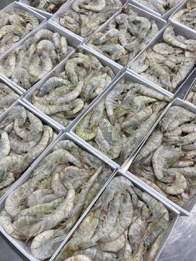 【生鲜专区-顺丰发货】厄瓜多尔盐冻大虾 原装进口 原箱发货 约1.5公斤/盒(3斤)  青岛发货 顺丰包邮  {冷冻生鲜食品请及时签收}约48-72小时发货 勿催单