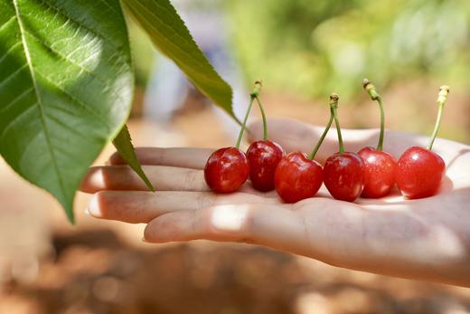 【攀枝花·玛瑙红小樱桃】果子硬度好、颜色深红、口感香甜、果味浓郁-CC 商品图11