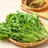 放心嫩嫩菜(芝麻菜)150g 商品缩略图3