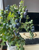 云南蓝莓树苗 商品缩略图0