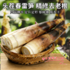 临安春笋 新鲜现挖 脆嫩多汁  顺丰包邮冰袋锁鲜 商品缩略图2