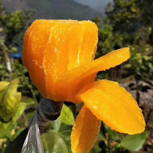 鲜榨当季！秭归伦晚春橙，一口爆汁的“橙中皇后” 商品图8