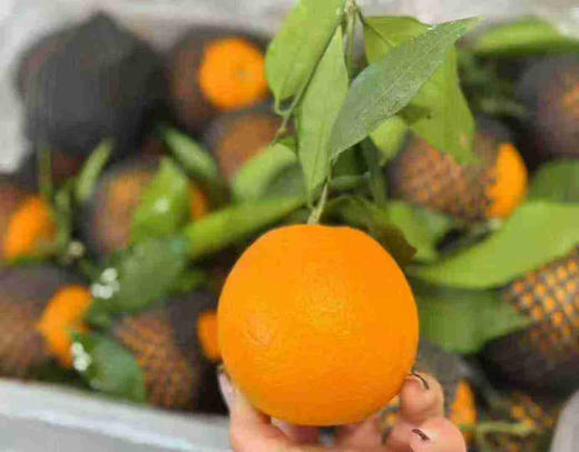 伦晚橙（毛重9斤） 商品图1