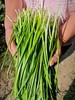 合作｜韭菜300g 产地：山东菏泽 商品缩略图1