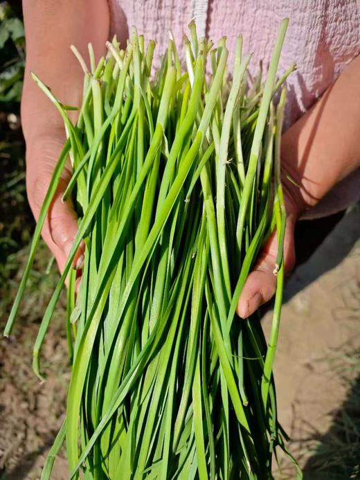 合作｜韭菜300g 产地：山东菏泽 商品图1