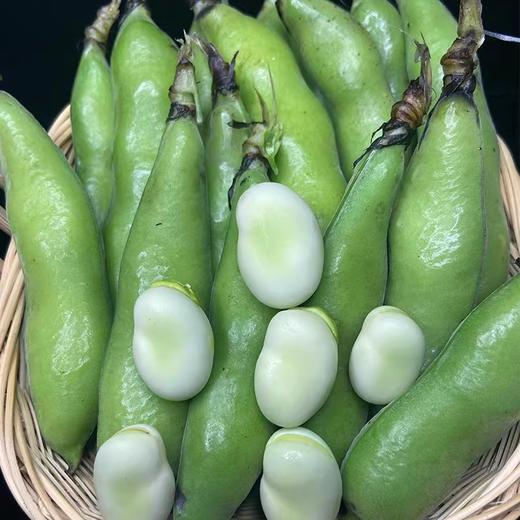 新鲜现摘蚕豆带壳 商品图2