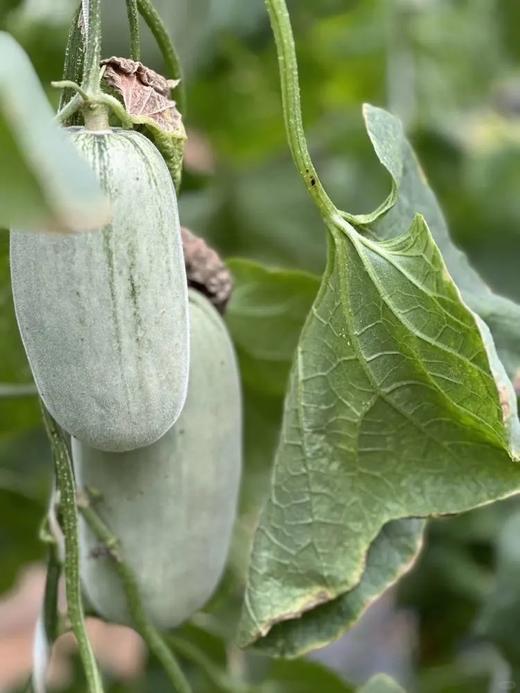 自营（农产品）-博洋72甜瓜 商品图1