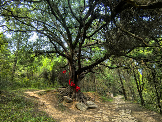 五一4日【徒步古蜀道】一条古蜀道-半部华夏史の徒步金牛古蜀道-剑阆古蜀道-剑门关-昭化古城-不夜三国城-广元 商品图6