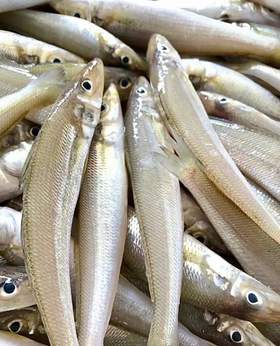 沙丁鱼 野生捕捞 新鲜发货 肉质细腻 油炸香煎