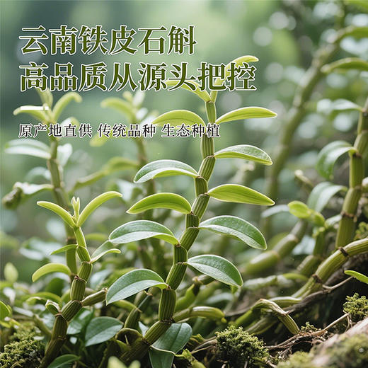 云南石斛切片150g野生铁皮石斛干货养生茶饮必备 商品图4