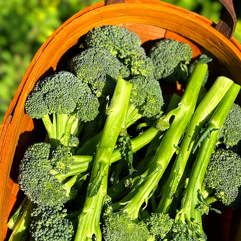 『福建甜杆芦笋西蓝薹』长杆西兰花，清新甜嫩，鲜脆爽口，顶冠和茎秆都可以食用