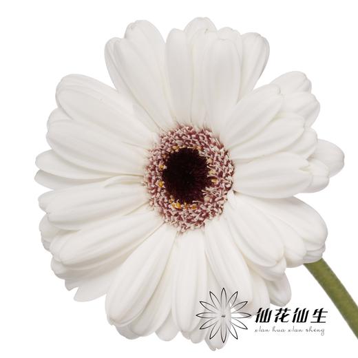 非洲菊 | 史努比 商品图0