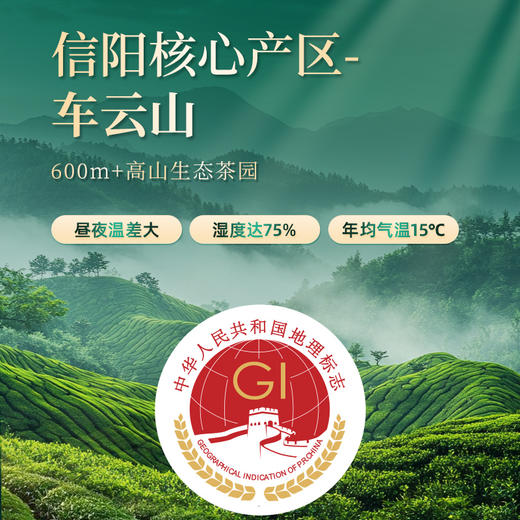 【2026年新茶预售】茶马世家丨信阳毛尖 河南名优绿茶 特级 意境 礼盒装 250g，新茶预计4月10日发货 商品图5