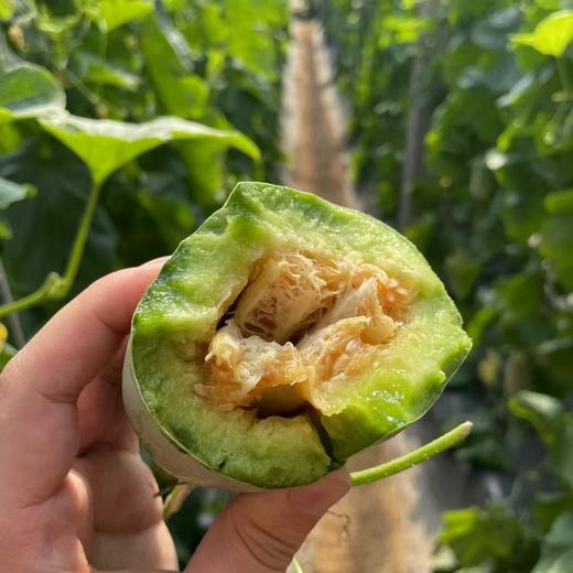 自营（农产品）-博洋72甜瓜 商品图6