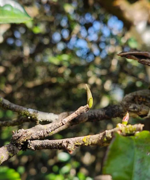 3月25日中午12点【荒野紫芽苞】2026年临沧大雪山头春只采头三天；邀君共品第一口“鲜”每份150g 商品图4