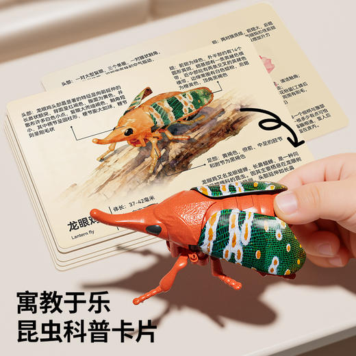 【7个会爬行的立体昆虫 有夜光】百乐森立体昆虫发条玩具 儿童益智爬行仿真动物虫子模型礼盒 赠7张认知卡+礼盒套装 商品图7
