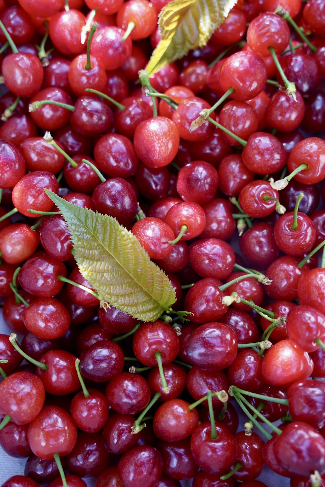 【攀枝花·玛瑙红小樱桃】果子硬度好、颜色深红、口感香甜、果味浓郁-CC