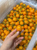 香芒皇后黄番茄（散称19.8/斤 称重补差） 商品缩略图1