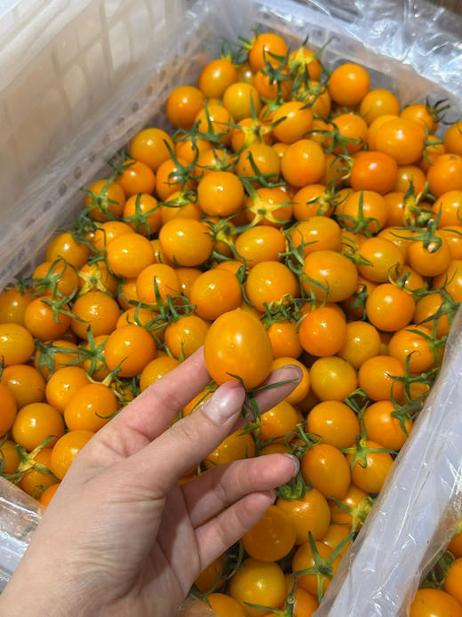 香芒皇后黄番茄（散称19.8/斤 称重补差） 商品图1