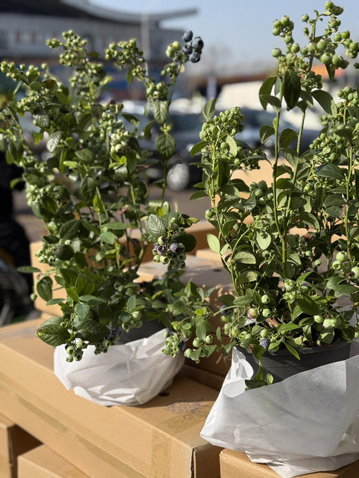 云南蓝莓树苗 商品图4