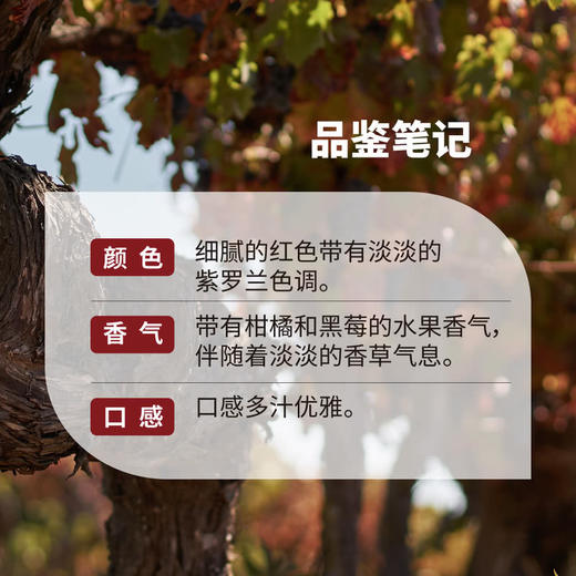 MM 山姆 米高桃乐丝（Miguel Torres）智利进口 安第卡珍藏美乐干红葡萄酒 750ml 商品图3