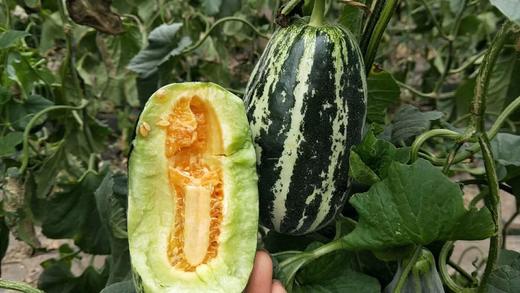 【博洋9号羊角蜜】 蜜瓜界的劳斯莱斯  甜脆多汁   汁水丰盈  香气满棚  酥脆  无渣  可食率99% 无农药种植 新鲜采摘  果园直发 商品图5