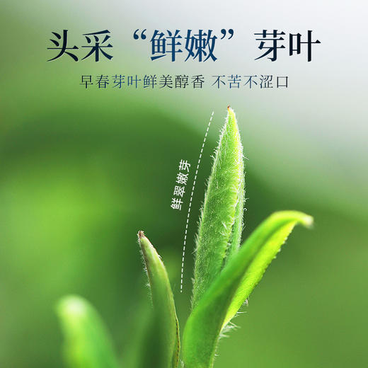 【2026年新茶预售】茶马世家丨信阳毛尖 河南名优绿茶 特级 江山如画礼盒装 200g，新茶预计4月10日发货 商品图4