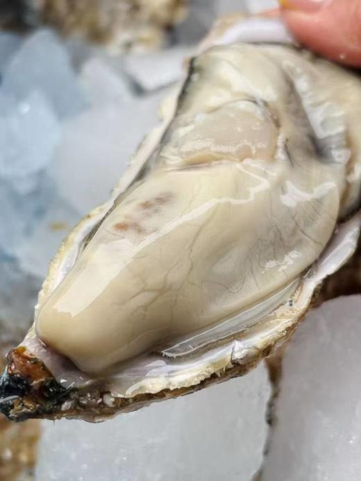 【生蚝+扇贝】 商品图5