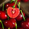 大连美早大樱桃（现摘现发，下单72小时发货）下单后采摘，如遇大雨极端天气顺延 商品缩略图0