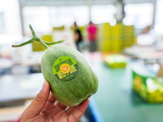 【绿美人香瓜】17°+自然甜，果肉透亮如冰种翡翠，入口化水无渣感-CC 商品图6