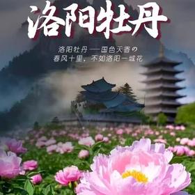 周末2天【洛阳牡丹 立减30元】洛阳牡丹甲天下の老君山日落+夜景-洛邑古城-白马寺-龙门石窟