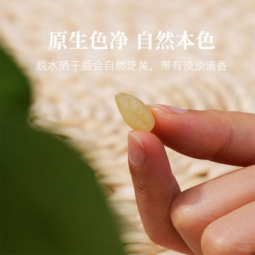 云南野生皂角米300g天然无添加滋补养颜 商品图1