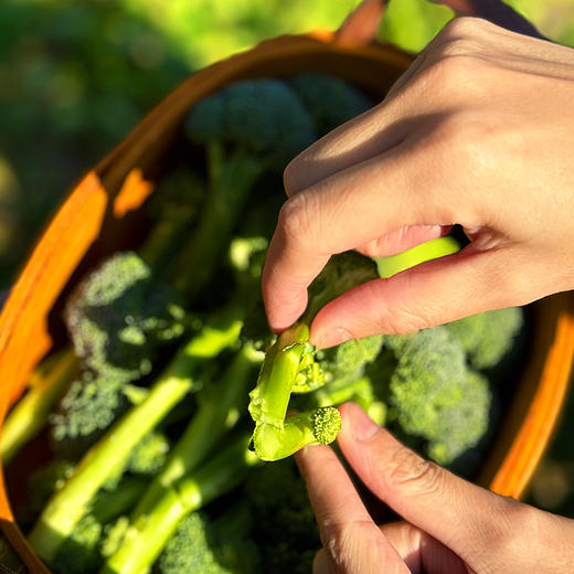 『福建甜杆芦笋西蓝薹』长杆西兰花，清新甜嫩，鲜脆爽口，顶冠和茎秆都可以食用 商品图2