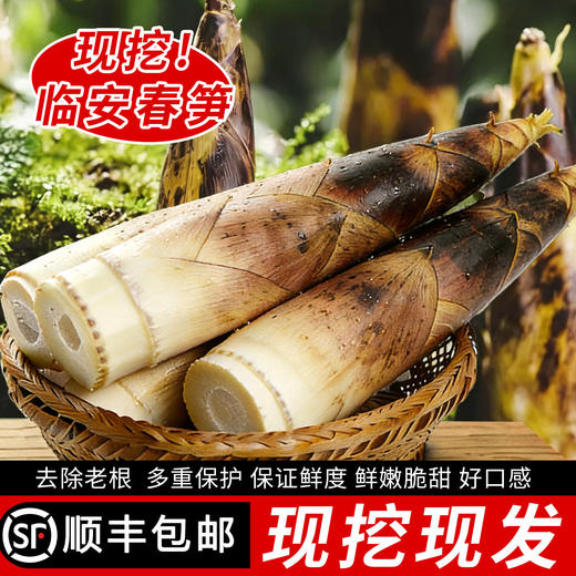 临安春笋 新鲜现挖 脆嫩多汁  顺丰包邮冰袋锁鲜 商品图0