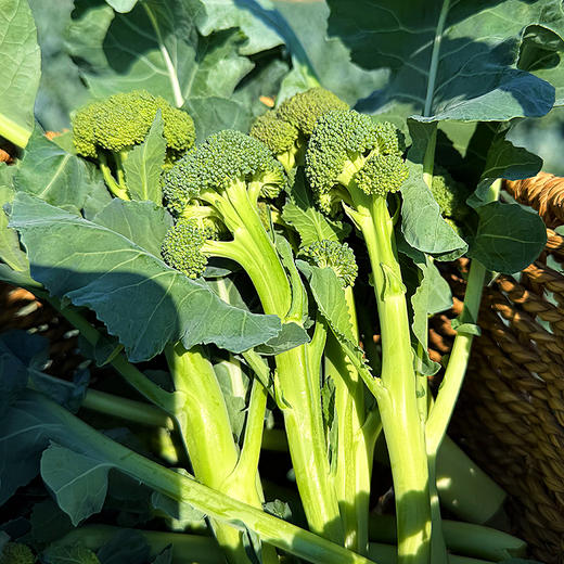 『福建甜杆芦笋西蓝薹』长杆西兰花，清新甜嫩，鲜脆爽口，顶冠和茎秆都可以食用 商品图4