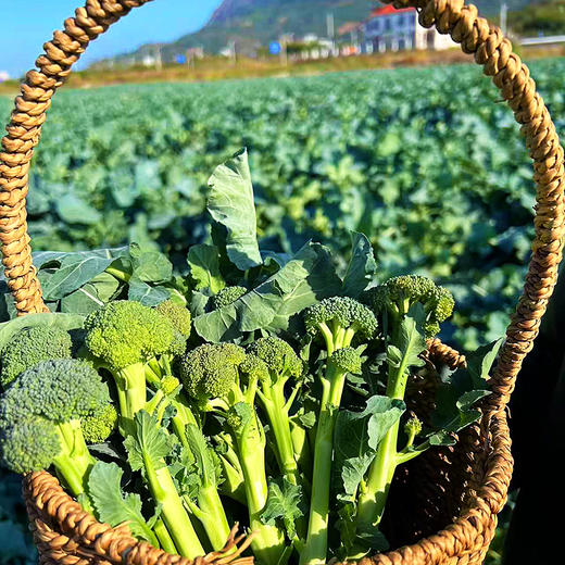 『福建甜杆芦笋西蓝薹』长杆西兰花，清新甜嫩，鲜脆爽口，顶冠和茎秆都可以食用 商品图9