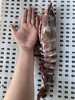 &  虾中巨擘！特大红爪虾🦐带膏，肉质紧实，鲜甜，少量货‼【活冻】 商品缩略图0
