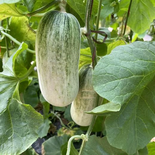 自营（农产品）-博洋72甜瓜 商品图5