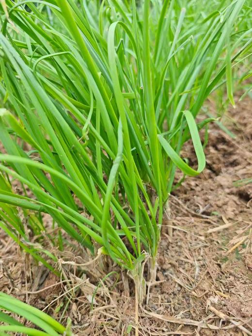 合作｜韭菜300g 产地：山东菏泽 商品图4