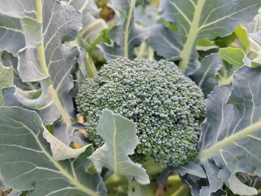 西兰花 商品图0