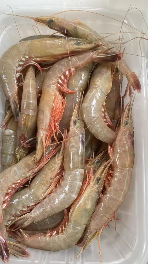 xm断货好几个月，今天新鲜刚上岸！！！天然剑虾，虾壳更薄，虾肉更紧实，风味物质更浓郁，是追求食材本味的您不可错过的选择！顺丰活冻送货到家~ 商品图2