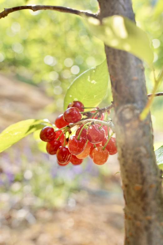 【攀枝花·玛瑙红小樱桃】果子硬度好、颜色深红、口感香甜、果味浓郁-CC 商品图2
