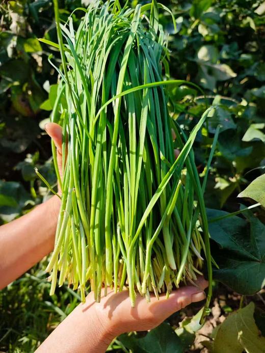 合作｜韭菜300g 产地：山东菏泽 商品图2