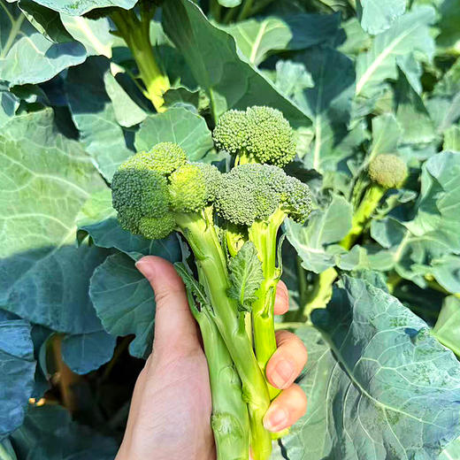 『福建甜杆芦笋西蓝薹』长杆西兰花，清新甜嫩，鲜脆爽口，顶冠和茎秆都可以食用 商品图8