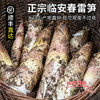 临安春笋 新鲜现挖 脆嫩多汁  顺丰包邮冰袋锁鲜 商品缩略图1