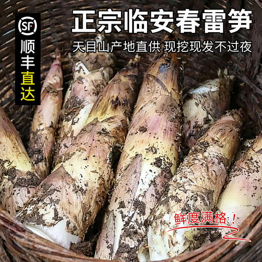 临安春笋 新鲜现挖 脆嫩多汁  顺丰包邮冰袋锁鲜 商品图1
