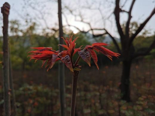 山西省永济市蒲州镇韩阳镇   山西省永济市蒲州镇韩阳镇 商品图4