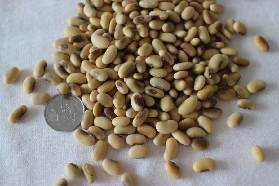 老黄豆·老品种杂粮(自留种)·一墩青张志雷家庭农场